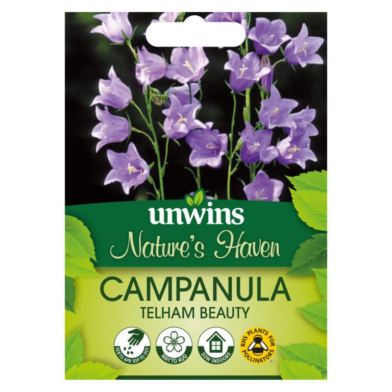 5051618034562 1 NH Campanula Telham Beauty Seeds.jpg